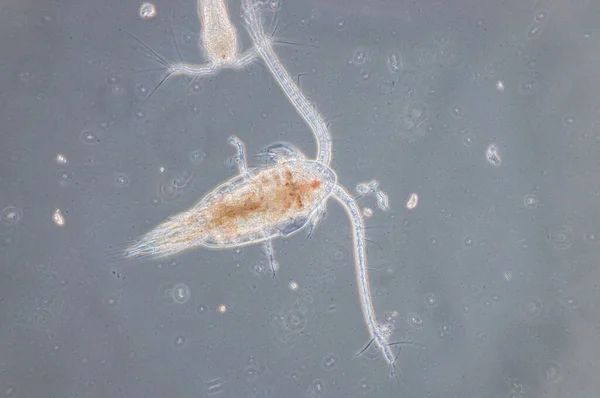 Copepod Είναι Μια Ομάδα Μικρών Καρκινοειδών Που Βρίσκονται Στη Θάλασσα — Φωτογραφία Αρχείου