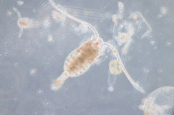 コペポッドは 海とほぼすべての淡水生息地で発見された小さな甲殻類のグループです — ストック写真