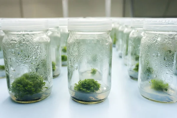 Kísérlet Növényi Szövet Kultúra Laboratóriumi Szelektív Fókusz — Stock Fotó