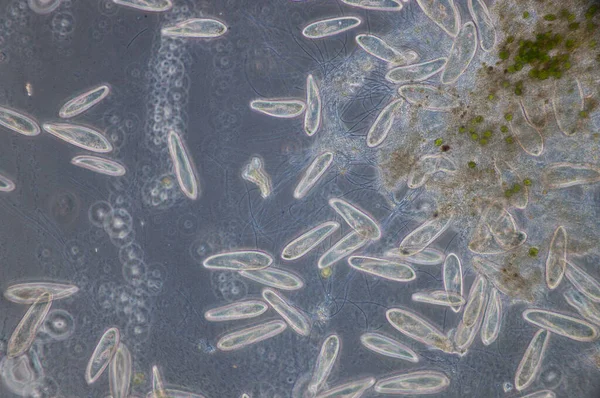 Парамецій Paramecium Рід Одноклітинних Циліованих Протозоа Paramecia Поширений Прісній Воді — стокове фото
