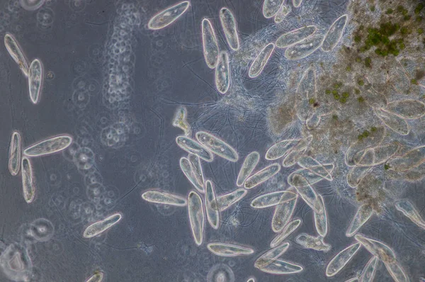 파라모시움 Paramecium 단세포 원생동물 Unicellular Ciliated Protozoa 속이며 모시아는 환경에 — 스톡 사진