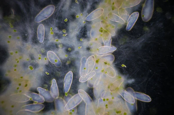 Paramecium Est Genre Protozoaires Unicellulaires Ciliés Paramecia Sont Répandus Dans — Photo