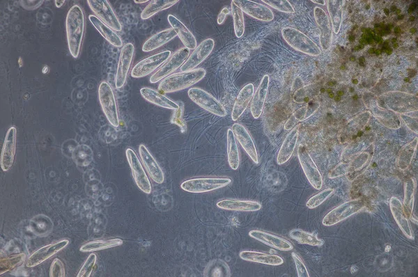Paramecium Est Genre Protozoaires Unicellulaires Ciliés Paramecia Sont Répandus Dans — Photo