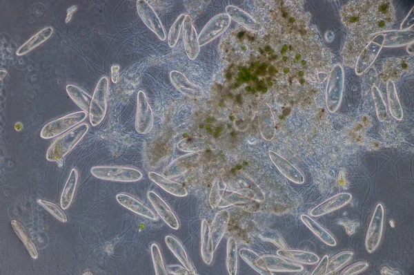 Paramecium Είναι Ένα Γένος Μονοκύτταρου Πρωτόζωου Paramecia Είναι Διαδεδομένο Γλυκά — Φωτογραφία Αρχείου