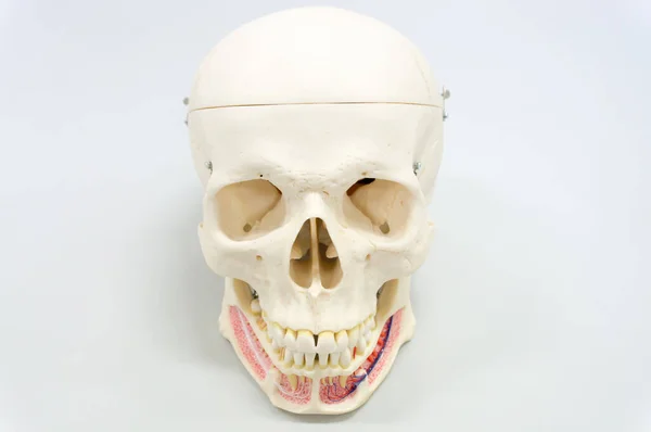 Modelo Crânio Humano Para Educação Fundo Branco — Fotografia de Stock