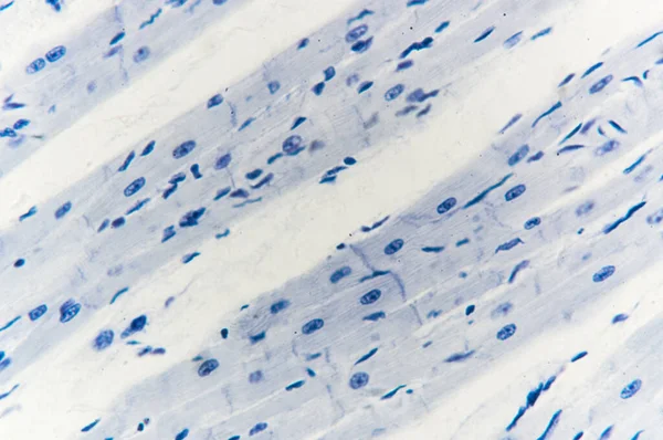 显微镜下心肌组织学观察 — 图库照片