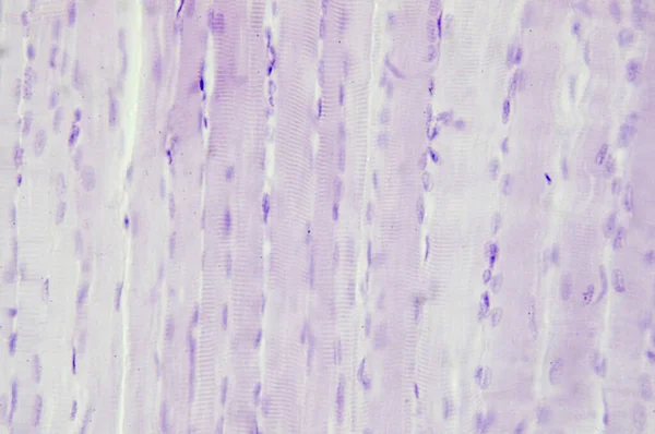 Histología Del Músculo Esquelético Bajo Microscopio Ver —  Fotos de Stock