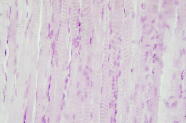 Гистология Скелетных Мышц Микроскопом — стоковое фото