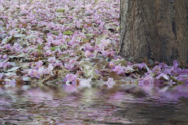 Blume Aus Rosa Trompetenbaum Fällt Mit Überschwemmungseffekt Auf Den Boden — Stockfoto