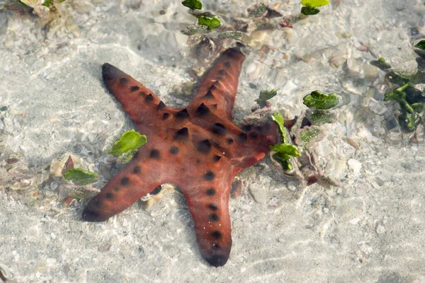 Mořská Hvězda Krásný Mořský Život Moři — Stock fotografie