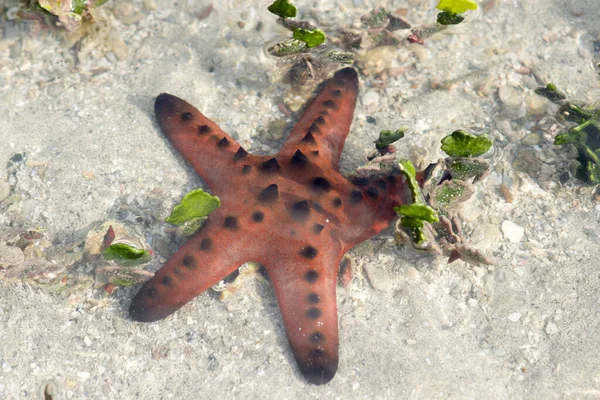 Sea Star Piękne Życie Morskie Morzu — Zdjęcie stockowe