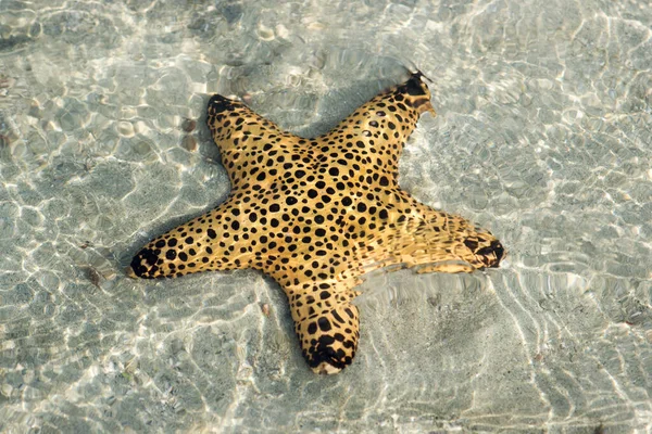 Sea Star Beautiful Marine Life Sea — Stock Photo, Image