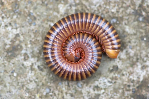 The giant millipede rolled on floor.