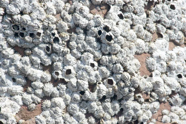 Detailní Záběr Mrtvých Barnacles Skále — Stock fotografie