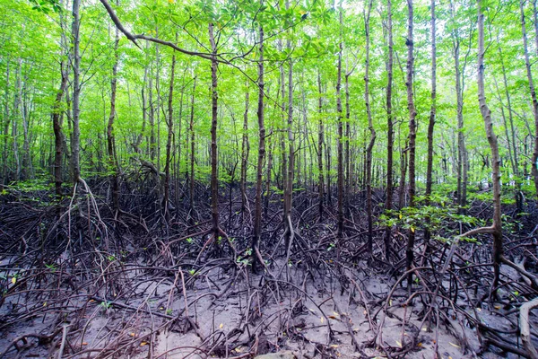 Tropisk Mangroveskog Vid Kusten — Stockfoto