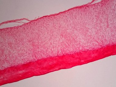 Cross section human tendon under microscope view clipart