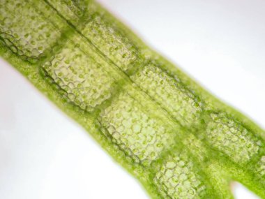 Mikroskop altında su bitkisi hücresi