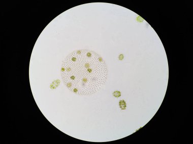 Volvox, klorofil yeşil alglerin veya fitoplanktonların polifiletik cinsidir. Çeşitli tatlı su ve deniz ortamlarında yaşarlar.