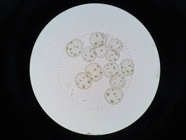 Volvox, klorofil yeşil alglerin veya fitoplanktonların polifiletik cinsidir. Çeşitli tatlı su ve deniz ortamlarında yaşarlar.