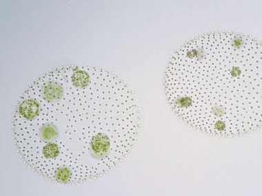 Volvox, klorofil yeşil alglerin veya fitoplanktonların polifiletik cinsidir. Çeşitli tatlı su ve deniz ortamlarında yaşarlar.