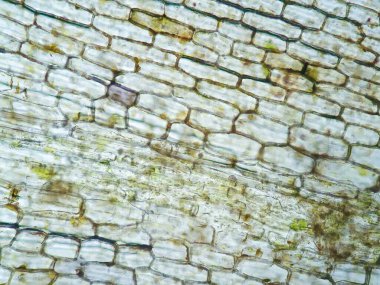 Mikroskop altında su bitkisi hücresi