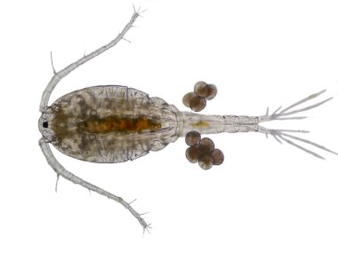 Kopepod (Zooplankton), deniz ve tatlı su habitatlarında bulunan küçük bir kabuklulardır..