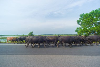 Otobanda su buffaloları.
