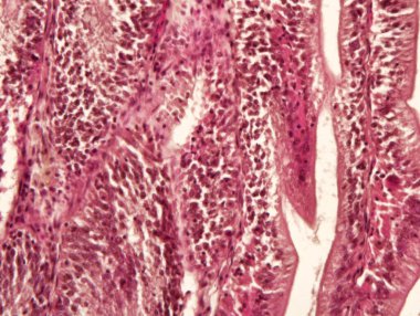 Bağırsak hayvan dokusu mikroskop altında. bağırsakların histolojisi.