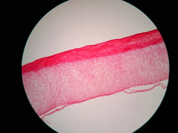 Sección Transversal Tendón Humano Bajo Vista Microscopio — Foto de Stock