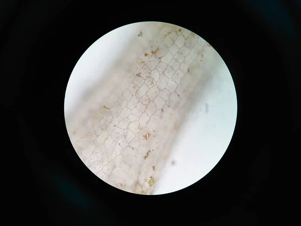 Aquatic Plant Cell Microscope View — Stock Photo, Image