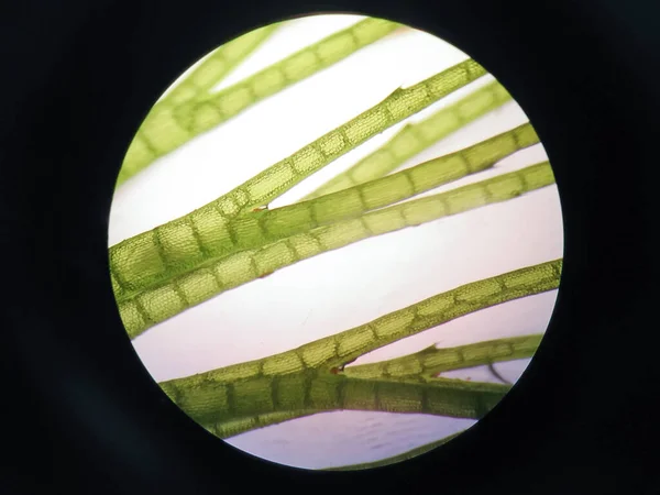 Buňka Vodní Rostliny Pod Mikroskopem — Stock fotografie