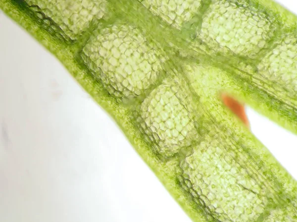 Célula Vegetal Aquática Sob Visão Microscópica — Fotografia de Stock