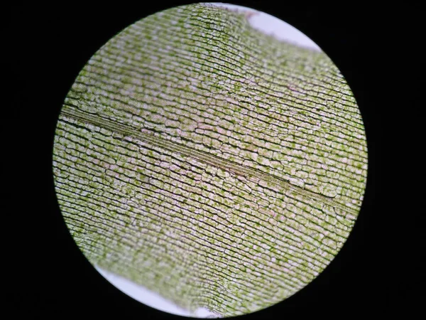 Buňka Vodní Rostliny Pod Mikroskopem — Stock fotografie