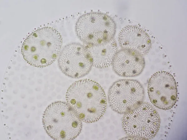 볼복스 Volvox 엽록소 Phytoplankton 속으로 민물과 서식지에서 — 스톡 사진