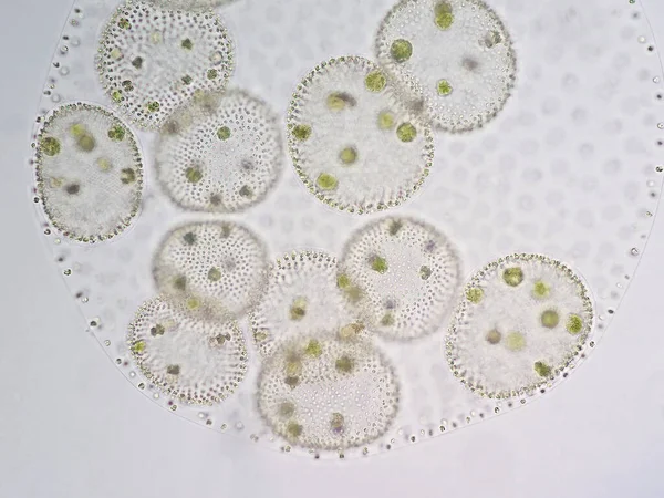 Volvox Een Polyphyletisch Geslacht Van Chlorofytengroene Algen Fytoplanktonen Leven Verschillende — Stockfoto