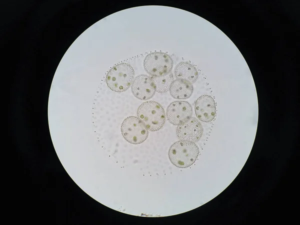 볼복스 Volvox 엽록소 Phytoplankton 속으로 민물과 서식지에서 — 스톡 사진