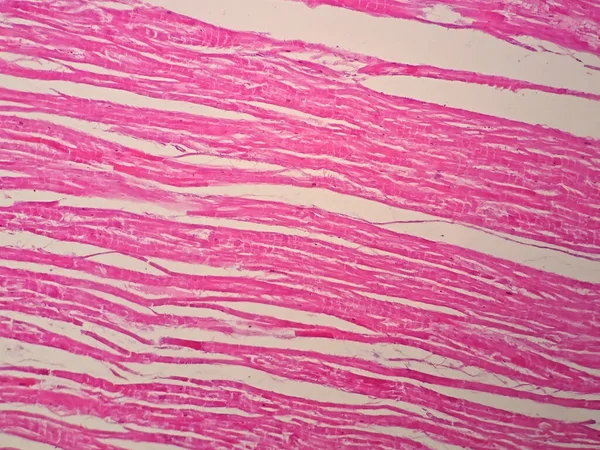 显微镜下心肌组织学观察 — 图库照片