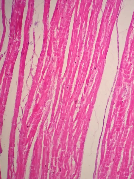 Гистология Сердечной Мышцы Микроскопом — стоковое фото