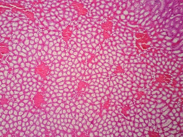 Histologia Rim Humano Sob Visão Microscópica — Fotografia de Stock