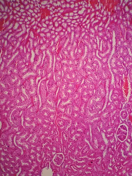 Histologia Rim Humano Sob Visão Microscópica — Fotografia de Stock
