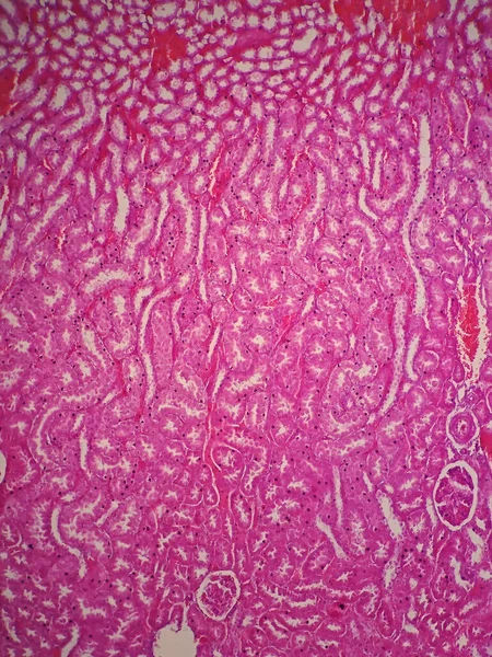 Histología Del Riñón Humano Bajo Microscopio Ver —  Fotos de Stock