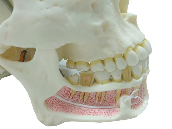 Homem Mandíbula Ou Maxilar Osso Com Os Dentes Vista Anterior Ou Frontal  Anatomicamente Precisa Isolado No Fundo Branco 3D Renderização Ilustração.  Anatomia, Medicina, Biologia, Conceito De Ciência. Foto Royalty Free,  Gravuras, Imagens