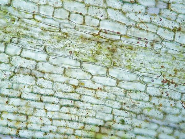 Célula Vegetal Aquática Sob Visão Microscópica — Fotografia de Stock