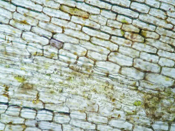 Водные Клетки Растений Микроскопом — стоковое фото
