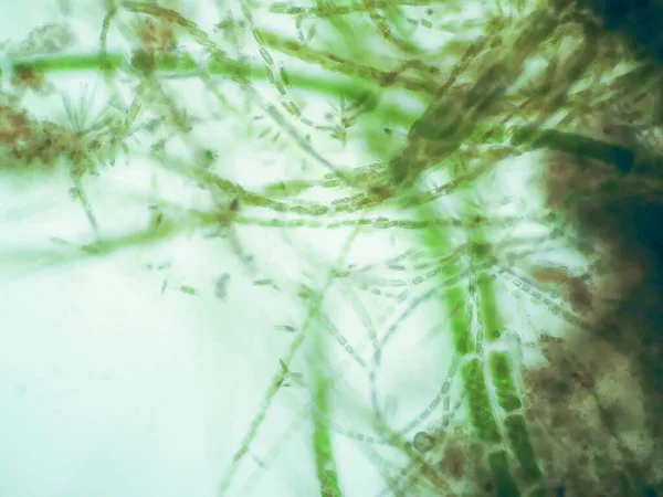 Les Algues Filamenteuses Sont Des Cellules Unicellulaires Qui Forment Longues — Photo