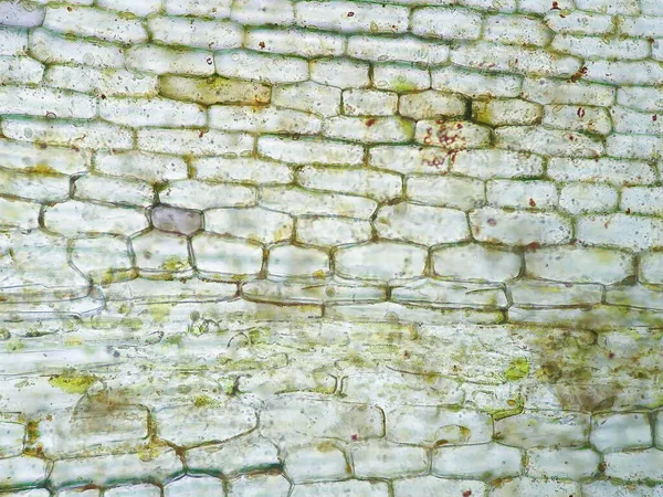 Célula Vegetal Aquática Sob Visão Microscópica — Fotografia de Stock