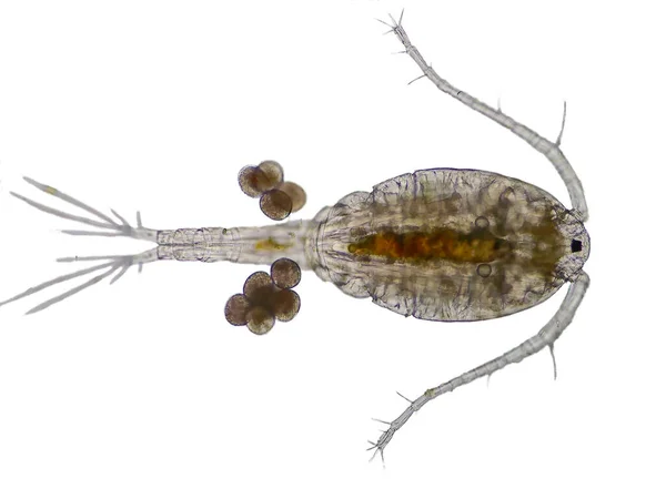 Copepod Zooplankton Een Groep Kleine Schaaldieren Die Voorkomt Mariene Zoetwaterhabitat — Stockfoto