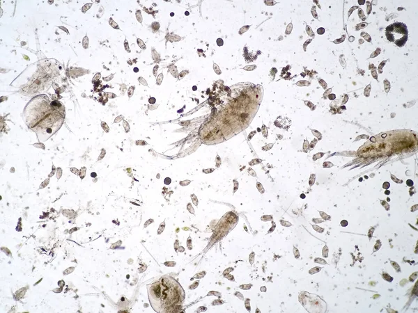 Freshwater Aquatic Zooplankton Microscope View — Stock Photo, Image