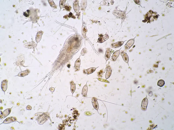 Freshwater Aquatic Plankton Microscope View — Stock Photo, Image