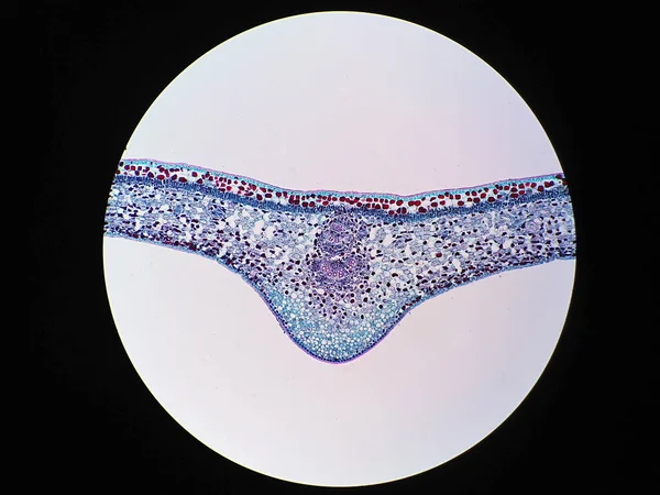 顕微鏡下の植物の葉の断面図 — ストック写真